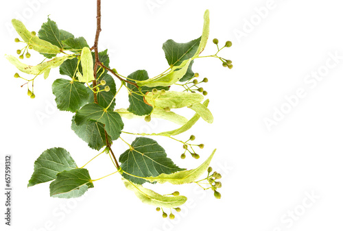Fresh flowers fruit and leaves of linden or lime-tree isolated on white background photo