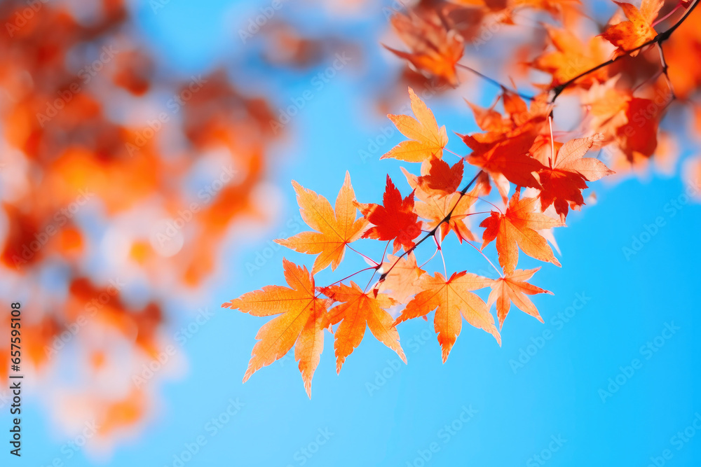 Maple Leaves in a Sky of Blue