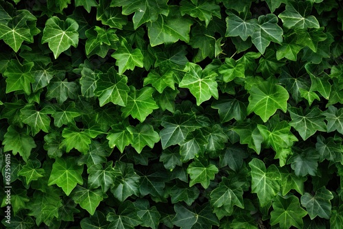 Wallpaper Mural Lush greenery. Ivy covered garden wall. Nature tapestry. Fresh leaves on wall. Summer greens. Close up of leaf on fence. Botanical beauty. Vibrant patterns Torontodigital.ca