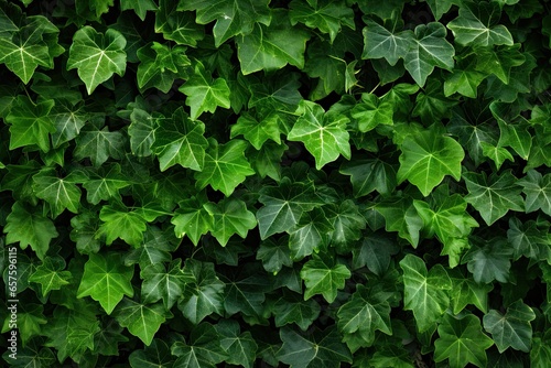 Lush greenery. Ivy covered garden wall. Nature tapestry. Fresh leaves on wall. Summer greens. Close up of leaf on fence. Botanical beauty. Vibrant patterns