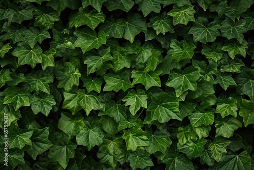 Lush greenery. Ivy covered garden wall. Nature tapestry. Fresh leaves on wall. Summer greens. Close up of leaf on fence. Botanical beauty. Vibrant patterns