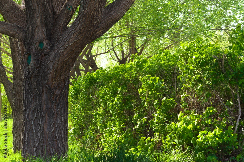 Fototapeta premium trees in the park