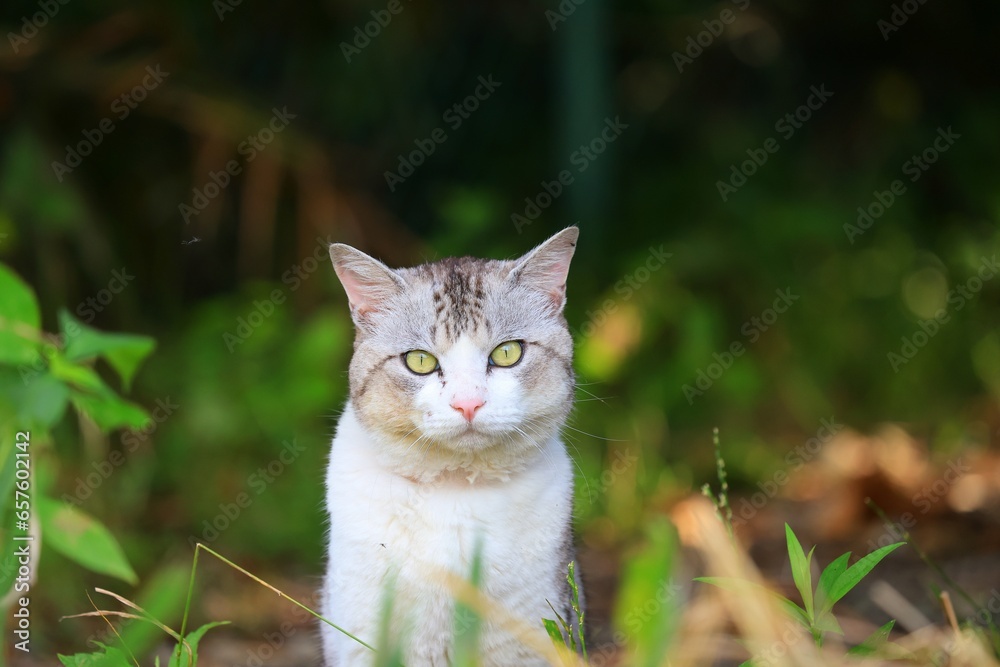 cat on the grass cat on the grass