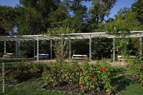 Photography The Rose Garden of Margaret Island in Budapest, Hungary