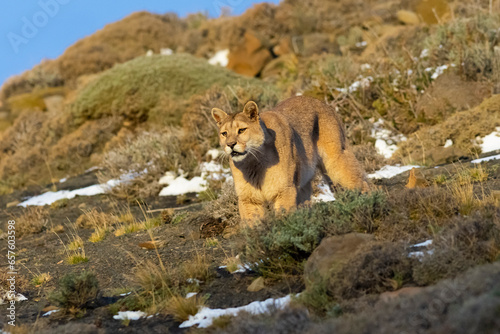 Fototapeta Naklejka Na Ścianę i Meble -  Cougar walking in mountain environment, Torres del Paine National Park, Patagonia, Chile.