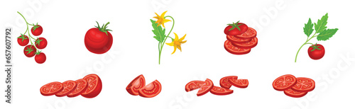 Fresh Red Tomato Vegetable as Mature Garden Crop Vector Set