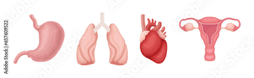 Human Body Internal Organ as Anatomy Vector Set