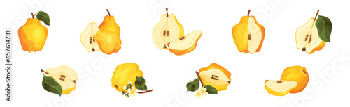 Quince Fruit Whole and Half with Stem Vector Set