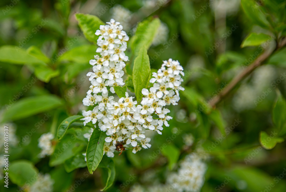 Weiß blühende Vogel Kirsche Hackbeere Baum, Hagberry Mayday Baum in Blüte, Zierpark Blumen auf Zweigen, Prunus Padus Weiß blühende Vogel Kirsche Hackbeere Baum, Hagberry Mayday Baum in Blüte, Zierpark Blumen auf Zweigen, Prunus Padus