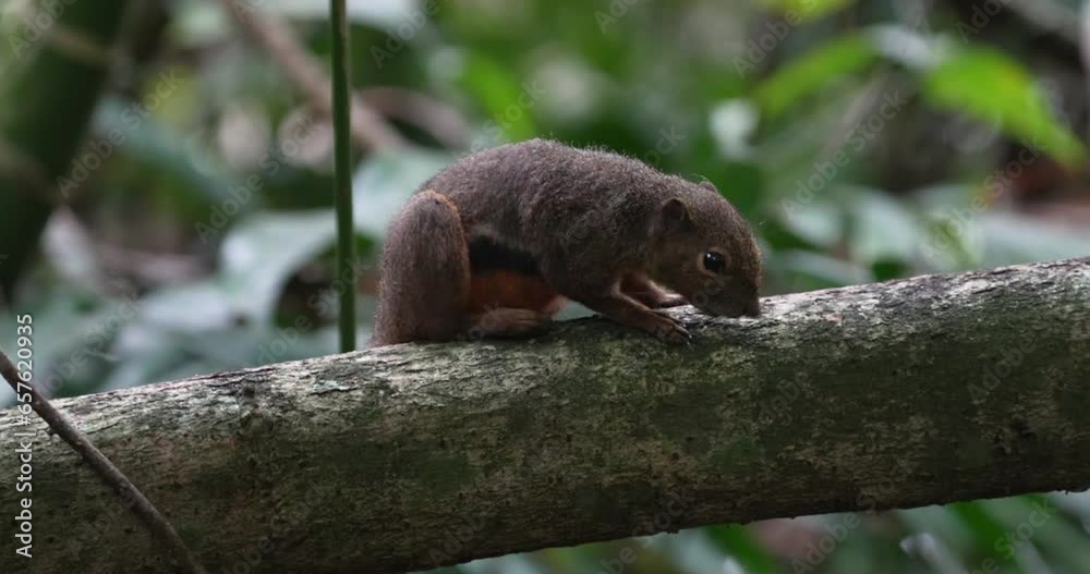 The plantain squirrel, scientifically known as Callosciurus notatus.These squirrels are known for their active and agile behavior, as well as their ability to inhabit urban and forested environments. The plantain squirrel, scientifically known as Callosciurus notatus.These squirrels are known for their active and agile behavior, as well as their ability to inhabit urban and forested environments.