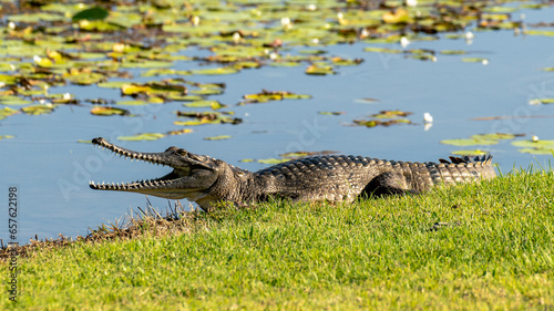 Australian freshwater crocodile sunning itself by lilypads in lake photo