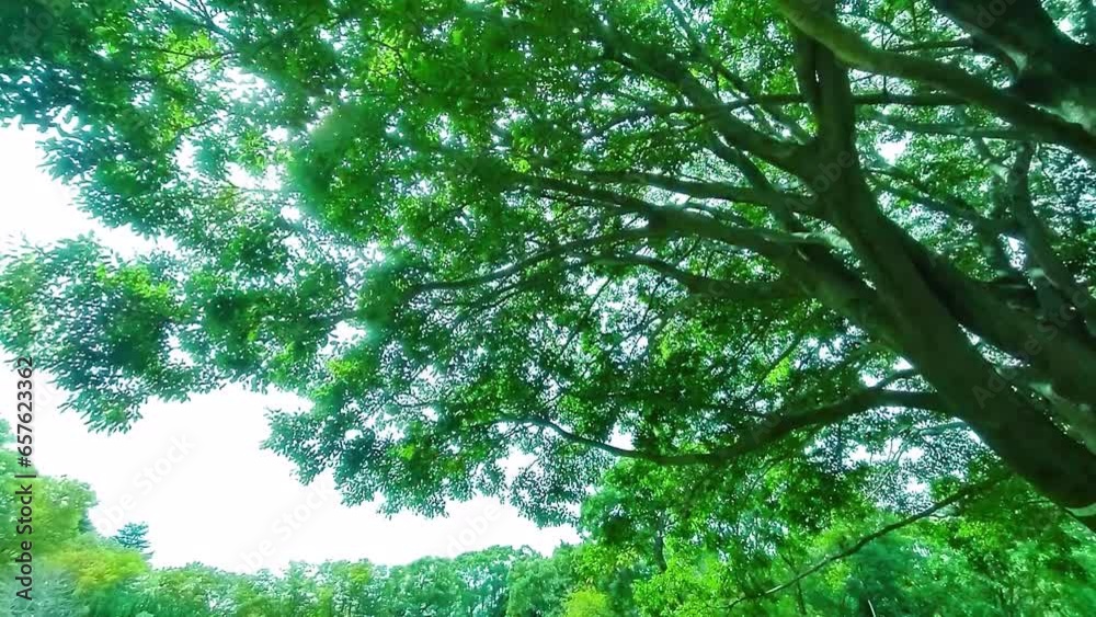 Green Tree Green Tree