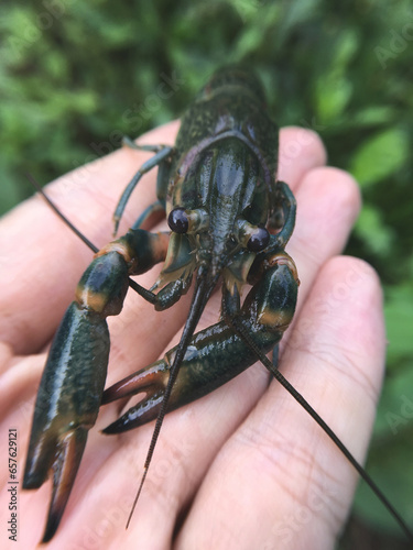 close up crayfish on man hand