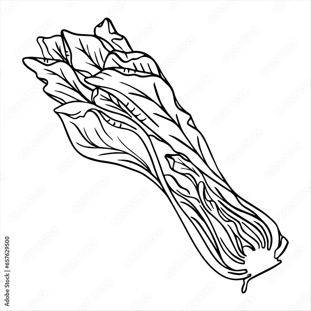 Hand drawn graphic vector of bok choy vegetables. Chinese cabbage isolated on white background. Vegan products, fresh green vegetables, Chinese cabbage salad.