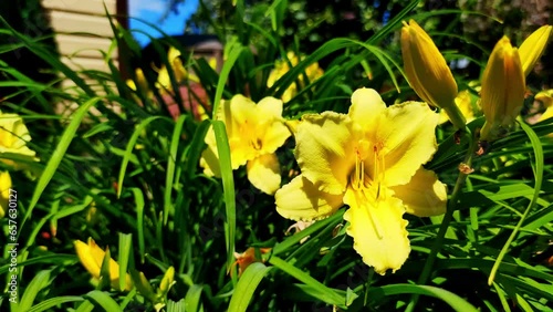 Delicate yellow daylily flowers on the background of a beige wooden country house photo