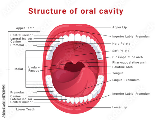 Oral cavity structure infographic medical scheme with open mouth isometric vector illustration