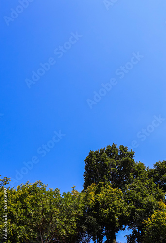 trees and blue sky