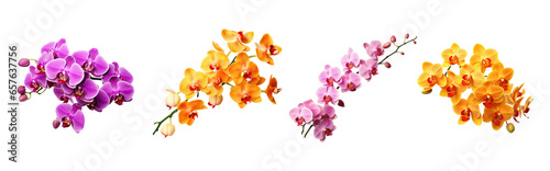Set of different colors orchid flowers isolated on transparent background. Generative Ai