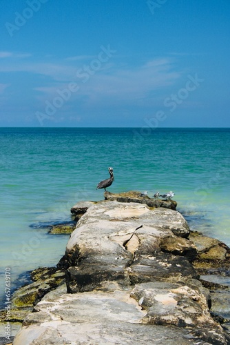 Pelikan auf Stein im Meer 