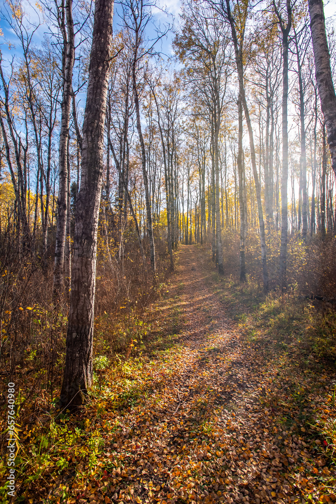 Obraz premium autumn in the forest