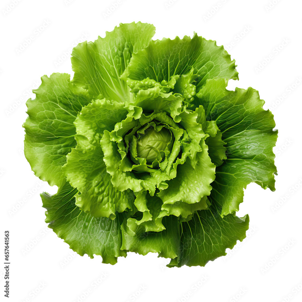 Top view of Trocadero lettuce on a transparent white background  - obrazy, fototapety, plakaty 
