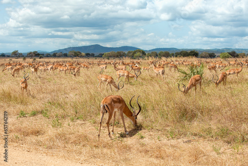 Wild Impalas in the African savannah