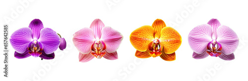 Set of different colors single orchid flower isolated on transparent background. Generative Ai