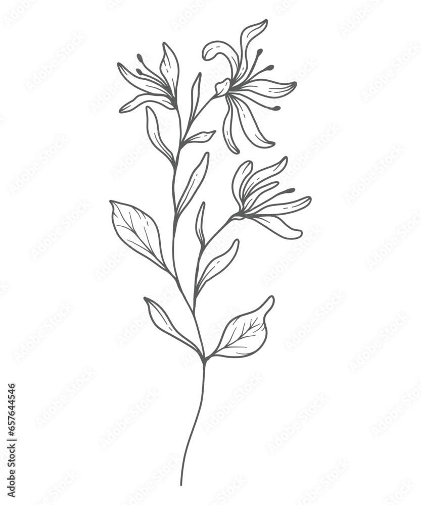 Honeysuckle Line Art. Honeysuckle outline Illustration. June Birth Month Flower. Honeysuckle outline isolated on white. Hand painted line art botanical illustration. Honeysuckle Line Art. Honeysuckle outline Illustration. June Birth Month Flower. Honeysuckle outline isolated on white. Hand painted line art botanical illustration.
