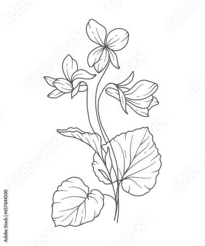 Violet flower Line Art. Violet flower outline Illustration. February Birth Month Flower. Violets outline isolated on white. Hand painted line art botanical illustration.