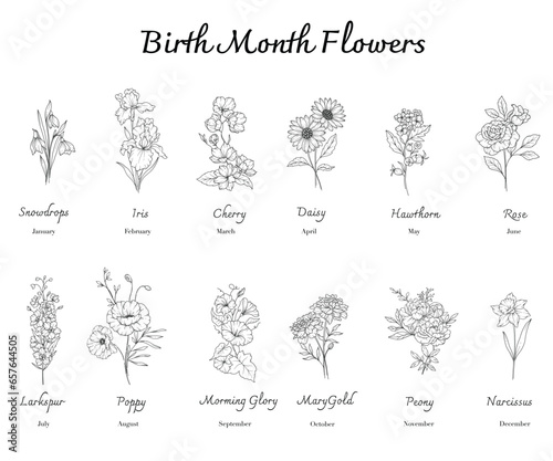 Birth Month Flowers set line art. Outline birth month flowers isolated on white. Hand painted line art botanical illustration. Snowdrops, Iris, Cherry Blossom, Daisy, Hawthorn, Rose, Larkspur, Delphin