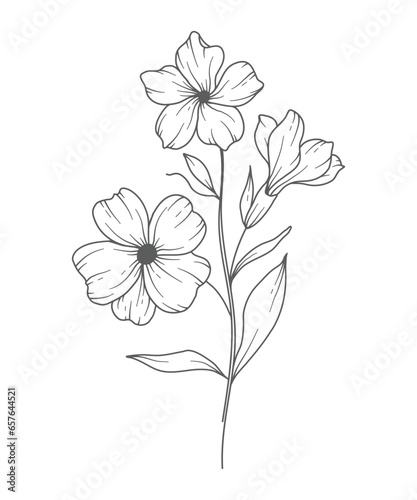 Primrose flower Line Art. Primrose outline Illustration. February Birth Month Flower. Primrose outline isolated on white. Hand painted line art botanical illustration.