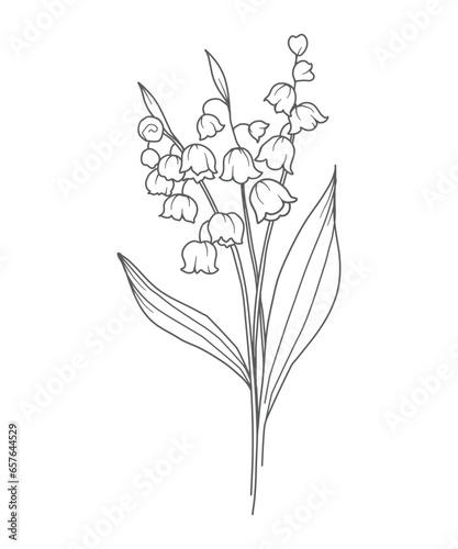 Lily Of the Valley Line Art. Lily Of the Valley outline Illustration. May Birth Month Flower. Lily Of the Valley flower outline isolated on white. Hand painted line art botanical illustration.