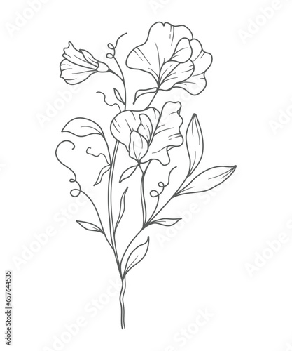 Sweet Pea Line Art. Sweet Pea outline Illustration. April Birth Month Flower. Sweet Pea flower outline isolated on white. Hand painted line art botanical illustration.