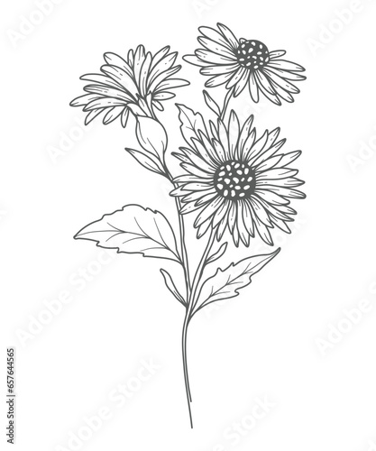 Aster Line Art. Aster outline Illustration. September Birth Month Flower. Aster outline isolated on white. Hand painted line art botanical illustration.