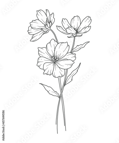 Cosmos Line Art. Cosmos outline Illustration. October Birth Month Flower. Cosmos outline isolated on white. Hand painted line art botanical illustration.