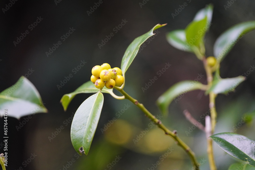 Ilex opaca, the American holly, is a species of holly, native to the eastern and south-central United States.
Ilex opaca, the American holly, is a species of holly, native to the eastern and south-central United States.