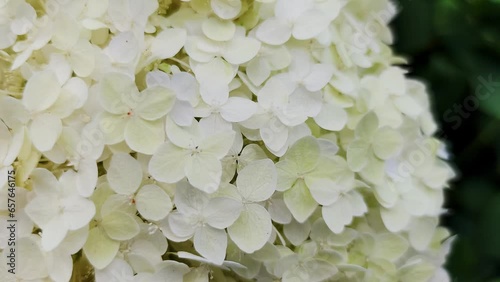 White small hydrangea flowers close up