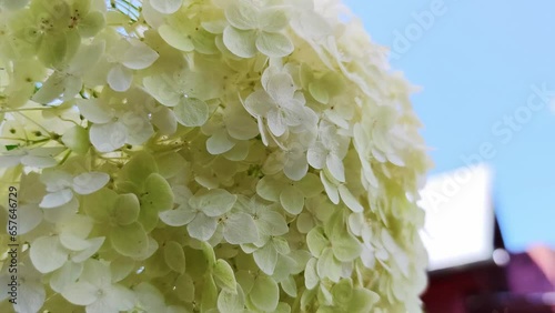 White small hydrangea flowers close up