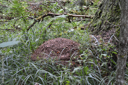 A big anthill in the forest