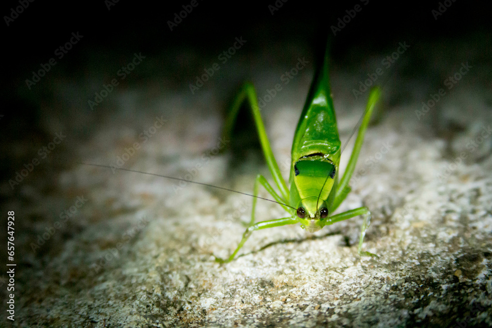 Esperança, inseto de cor verde com antenas enormes sobre superfície de concreto de noite.  - obrazy, fototapety, plakaty 