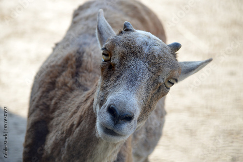 Closeup of a mouflon looking at you