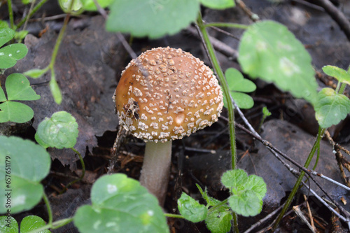 Closeup of an unedible mushroom in the grass photo