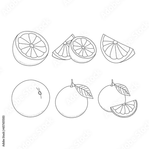 Set of round slices of citrus fruits grapefruit, tangerine, orange. Contour illustration of fruit in the doodle style isolated on white background