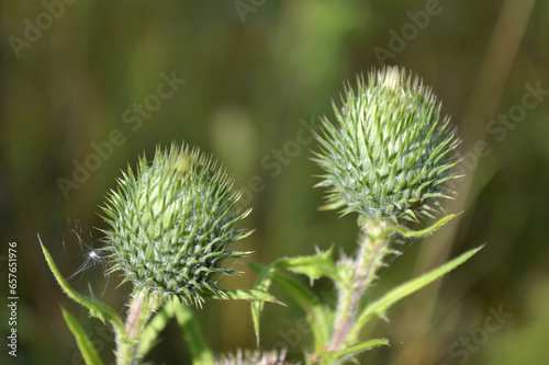 Closeup of two green thistles