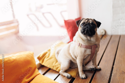 Happy pug dog waiting for owner in cafe, lifestyle freelance worker photo