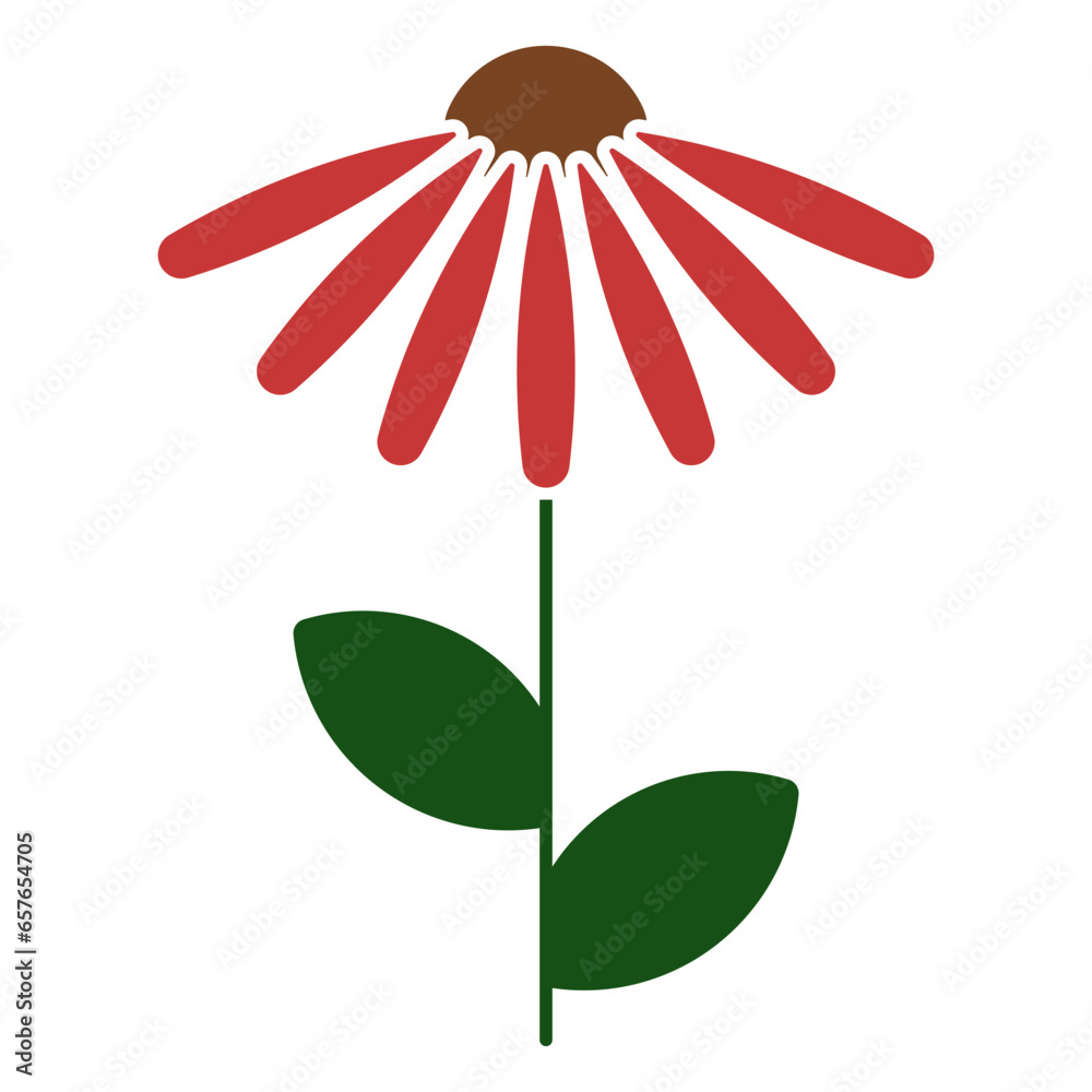 Coneflower Coneflower