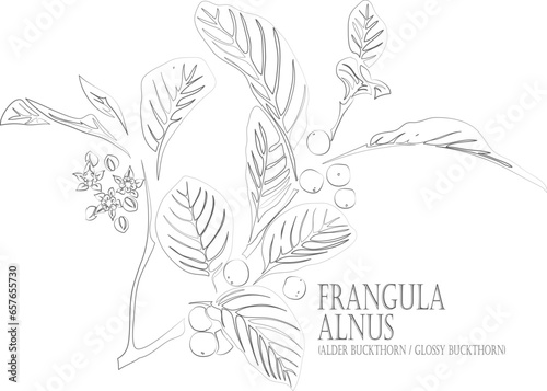 Alder buckthorn branch vector contour. Frangula alnus plant outline. Set of Glossy buckthorn, Breaking buckthorn flowers and berries in Line for pharmaceuticals. Contour drawing of medicinal herbs