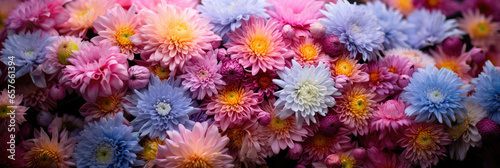 Sunny garden filled with autumn chrysanthemums.