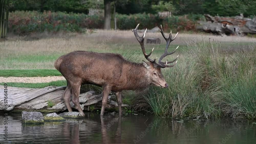Red deer having a drink during the rutting season Red deer having a drink during the rutting season