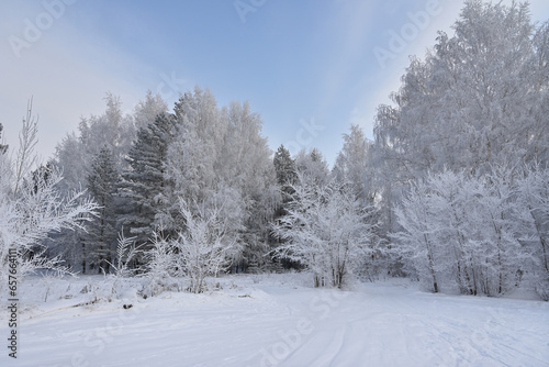 Trees in a winter landscape. Trees in frost.